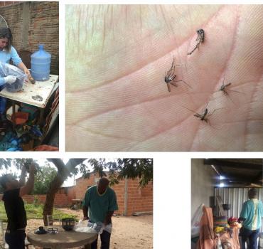 Pesquisa com armadilhas georreferenciadas para alados no controle de Aedes aegypti