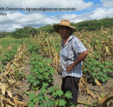 Consórcios Agroecológicos - produção de alimentos saudáveis