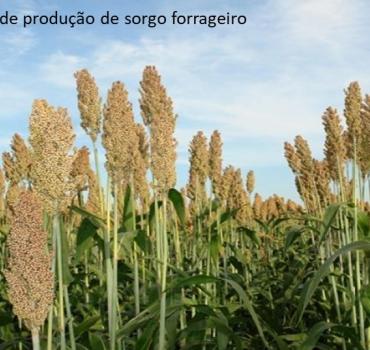 HORA DE PLANTAR - Distribuição de Sementes de Alta Qualidade para Agricultores Familiares do Ceará