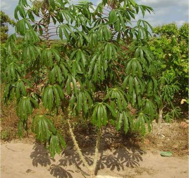 HORA DE PLANTAR - Distribuição de Sementes de Alta Qualidade para Agricultores Familiares do Ceará